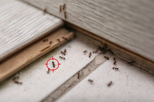 Best Bed Bug Extermination  in Willamina, OR