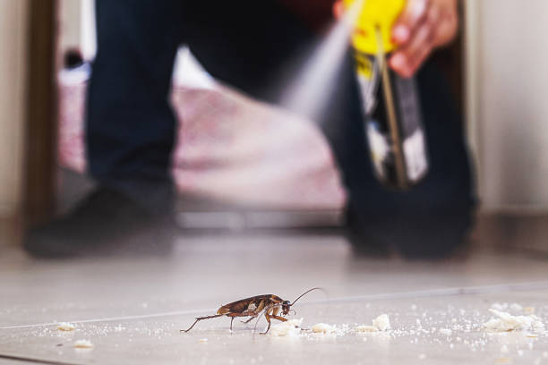 Best Rodent Control Near Me  in Willamina, OR